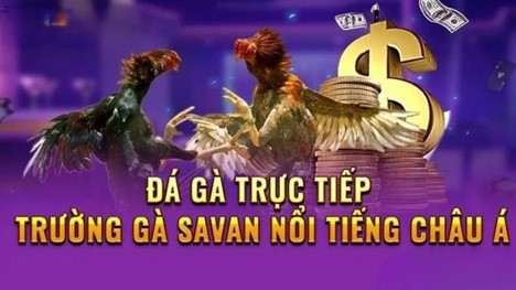 Giới thiệu tổng quan về Trường Gà Savan tại 8xbet