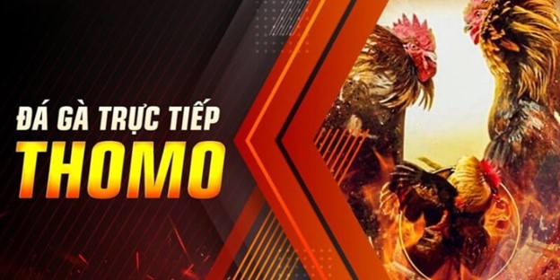 Lợi ích khi tham gia đá gà trực tiếp Thomo 24/7 tại 8xbet