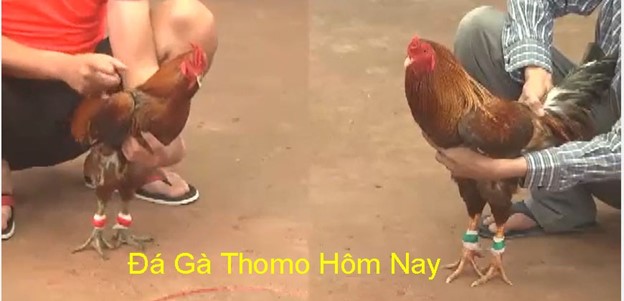 Tổng quan về đá gà trực tiếp Thomo 24/7 tại 8xbet